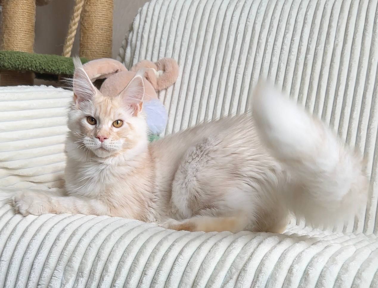 Maine Coon Kitten